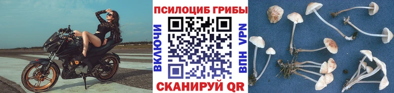 Галлюциногенные грибы мицелий  Купить  Безенчук 